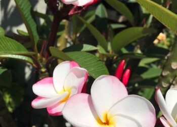 PLUMERIA PLANTS LARGE ONE GALLON AVAILABLE PRETTY AND DESIRABLE VARIETIES