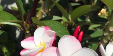 PLUMERIA PLANTS LARGE ONE GALLON AVAILABLE PRETTY AND DESIRABLE VARIETIES