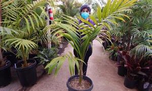 PRESTOEA MONTANA AKA PRESTOEA ACUMINATA VAR. MONTANA