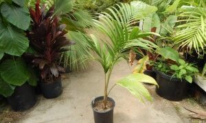 PRESTOEA MONTANA AKA PRESTOEA ACUMINATA VAR. MONTANA