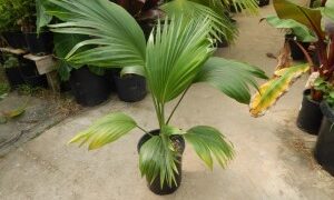 PRITCHARDIA MARTII HAWAIIAN FAN PALM