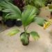PRITCHARDIA MARTII HAWAIIAN FAN PALM