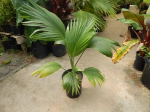 PRITCHARDIA MARTII HAWAIIAN FAN PALM