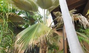 PRITCHARDIA SPECIES OLD AND HUGE 15G PLANTS