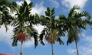 PTYCHOSPERMA SALOMONENSE QUICK GROWING, CROWN SHAFTED