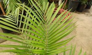 RAVENEA SAMBIRANENSIS RARE SINGLE TRUNK PALM FROM MADAGASCAR