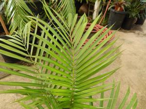 RAVENEA SAMBIRANENSIS RARE SINGLE TRUNK PALM FROM MADAGASCAR