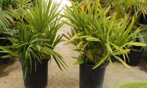 RHAPIDOPHYLLUM HYSTRIX THE NEEDLE PALM