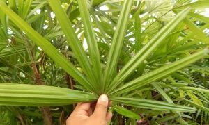RHAPIS EXCELSA THE REGULAR LADY PALM