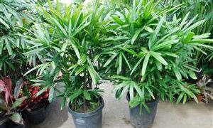 RHAPIS EXCELSA THE LADY PALM