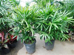 RHAPIS EXCELSA THE LADY PALM