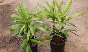 RHAPIS EXCELSA THE LADY PALM