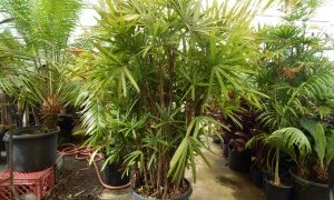 RHAPIS EXCELSA THE REGULAR LADY PALM