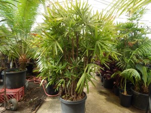 RHAPIS EXCELSA THE REGULAR LADY PALM