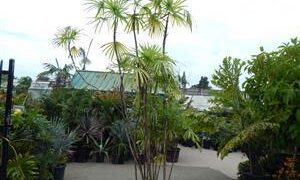 RHAPIS HUMILIS RARE TYPE OF LADY PALM FOUR LARGE SPECIMEN PLANTS AVAILABLE