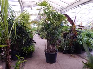 RHAPIS MULTIFIDA A RARE TYPE OF LADY PALM