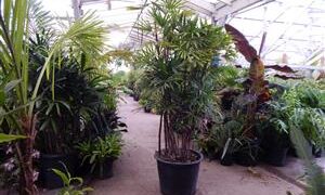 RHAPIS MULTIFIDA A RARE TYPE OF LADY PALM