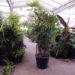 RHAPIS MULTIFIDA A RARE TYPE OF LADY PALM