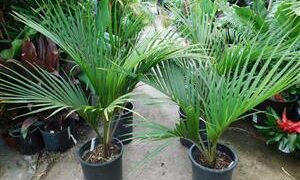 RHOPALOSTYLIS SAPIDA THE SHAVING BRUSH OR FEATHER DUSTER PALM