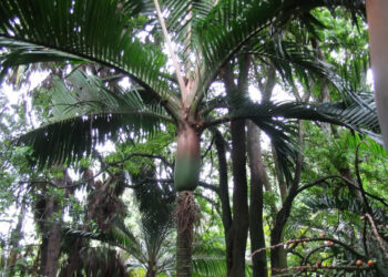RHOPALOSTYLIS CHEESEMANII A RARE SPECIES OF THIS GENUS