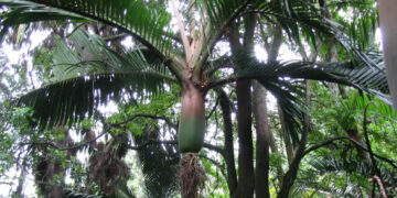 RHOPALOSTYLIS CHEESEMANII A RARE SPECIES OF THIS GENUS