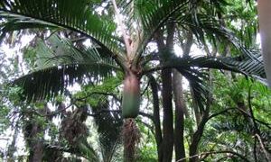 RHOPALOSTYLIS CHEESEMANII MORE RARE SPECIES OF THIS GENUS