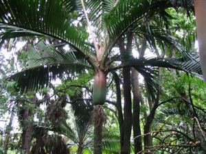 RHOPALOSTYLIS CHEESEMANII MORE RARE SPECIES OF THIS GENUS