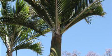 RHOPALOSTYLIS SAPIDA THE NIKAU PALM