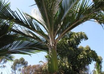 RHOPALOSTYLIS SAPIDA THE SHAVING BRUSH OR FEATHER DUSTER PALM