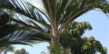 RHOPALOSTYLIS SAPIDA THE SHAVING BRUSH OR FEATHER DUSTER PALM