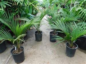 RHOPALOSTYLIS SAPIDA THE SHAVING BRUSH OR FEATHER DUSTER PALM