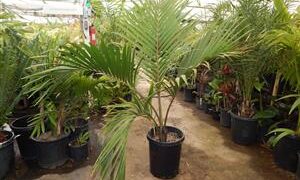 RHOPALOSTYLIS HYBRID SAPIDA X BAUERI