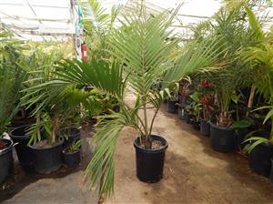 RHOPALOSTYLIS HYBRID SAPIDA X BAUERI