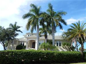 ROYSTONEA REGIA THE CUBAN ROYAL PALM