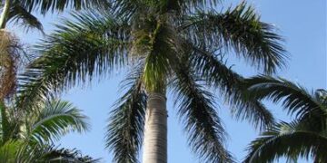ROYSTONEA REGIA THE CUBAN ROYAL PALM