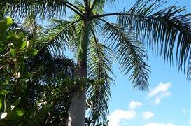 ROYSTONEA BORINQUENA PERHAPS A MORE COLD HARDY ROYAL PALM\