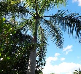 ROYSTONEA BORINQUENA PERHAPS A MORE COLD HARDY ROYAL PALM\