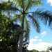 ROYSTONEA BORINQUENA PERHAPS A MORE COLD HARDY ROYAL PALM\