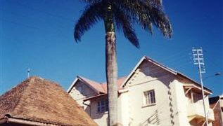 ROYSTONEA OLERACEA THE SOUTH AMERICAN ROYAL PALM