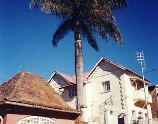 ROYSTONEA OLERACEA THE SOUTH AMERICAN ROYAL PALM