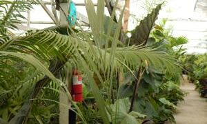 ROYSTONEA OLERACEA THE SOUTH AMERICAN ROYAL PALM