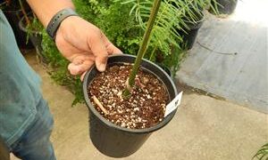 ROYSTONEA REGIA THE CUBAN ROYAL PALM