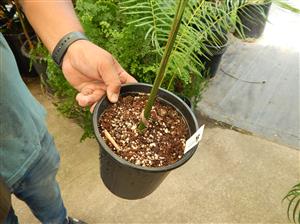 ROYSTONEA REGIA THE CUBAN ROYAL PALM