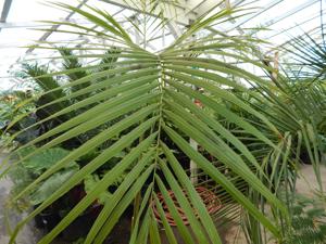 ROYSTONEA REGIA THE CUBAN ROYAL PALM