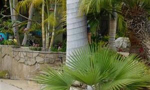 ROYSTONEA REGIA THE CUBAN ROYAL PALM