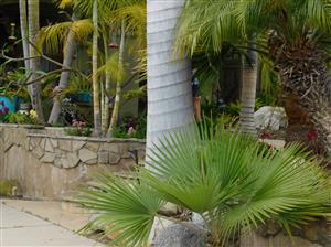ROYSTONEA REGIA THE CUBAN ROYAL PALM