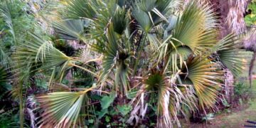 SABAL BLACKBURNIANA LARGE AND TALL FAN PALM