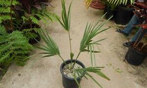 SABAL CAUSIARUM LARGE TRUNKED TROPICAL FAN PALM