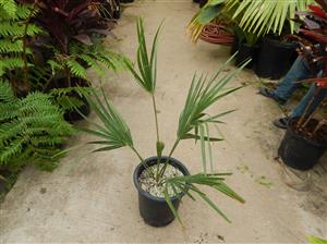 SABAL CAUSIARUM LARGE TRUNKED TROPICAL FAN PALM