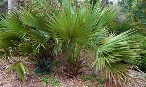 SABAL MINOR THE DWARF PALMETTO